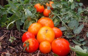 Томат Монгольский карлик🍅 – описание и характеристика сорта, фото ...