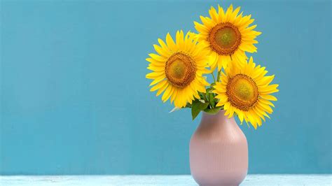 Sonnenblumen In Der Vase Tipps Damit Sie Lange Halten Ko Test