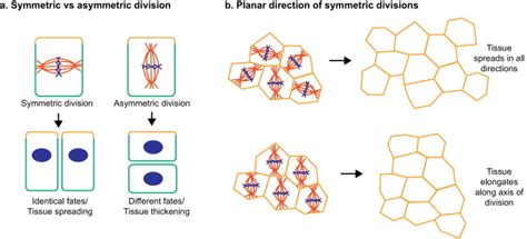 Oriented Divisions In Epithelia A In Polarized Epithelial Cells