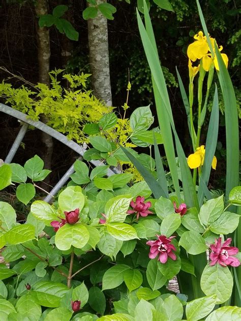 plants   pathway plants garden pathways