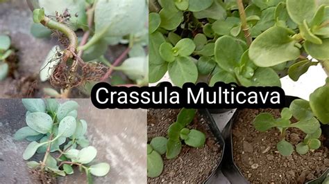 How to grow fairy crassula from stem cuttings /crassula multicava ...