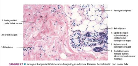 Histologi Jaringan Ikat