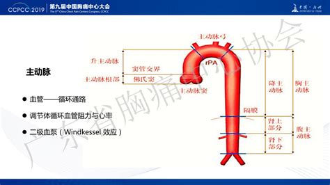 关于胸痛之主动脉夹层相关知识冠脉