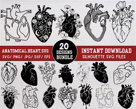 Anatomical Heart Svg Bundle Anatomical Heart Svg Human Heart Svg