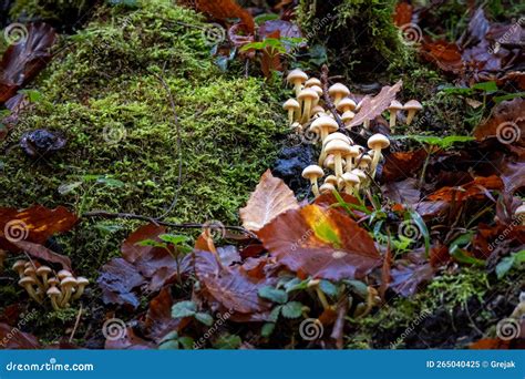 Psilocybin Magic Mushrooms Royalty Free Stock Photo