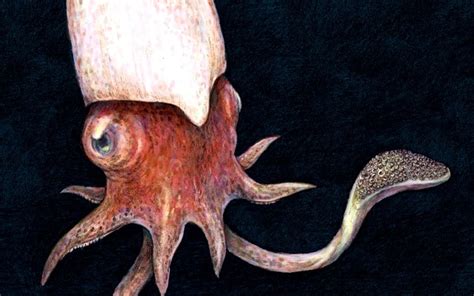 Critter Of The Week Ram S Horn Squid RNZ