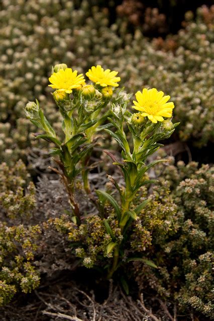 Smooth Ragwort Falkland Islands Endemic Plant Alastair Wilson Flickr