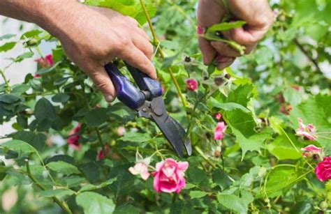 Comment Bouturer Un Rosier Ancien Grimpant Ou Buisson Avec Une Pomme