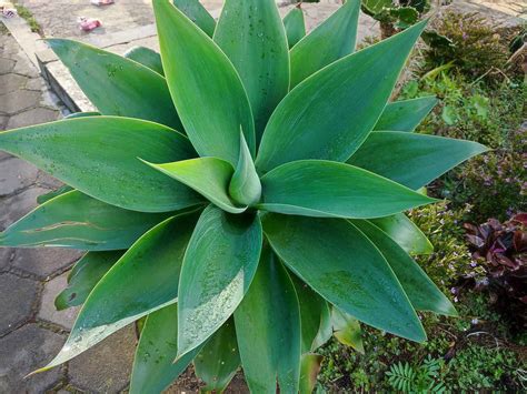 Agave Plant 101: Everything You Need to Know - A-Z Animals