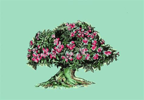 Adenium Rose Of The Desert Stock Illustration Illustration Of Roots