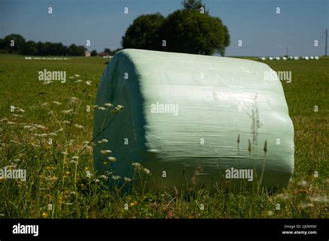 Wrapped Stacked Silage Bales Row Round White Plastic Film Hay Rolls