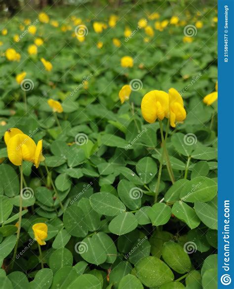 Campo Lleno De Diminuta Flor De Arachis Pintoi Imagen De Archivo