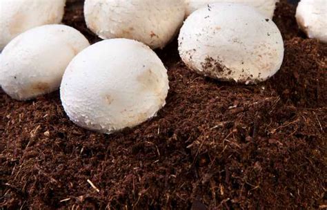 What Is Mushroom Compost? Benefits, Usage, FAQ | BackyardDigs