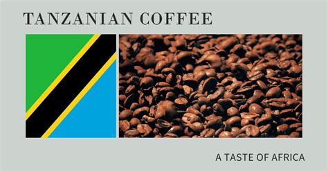 The Rise of Tanzanian Coffee: Exploring From Bean To Cup