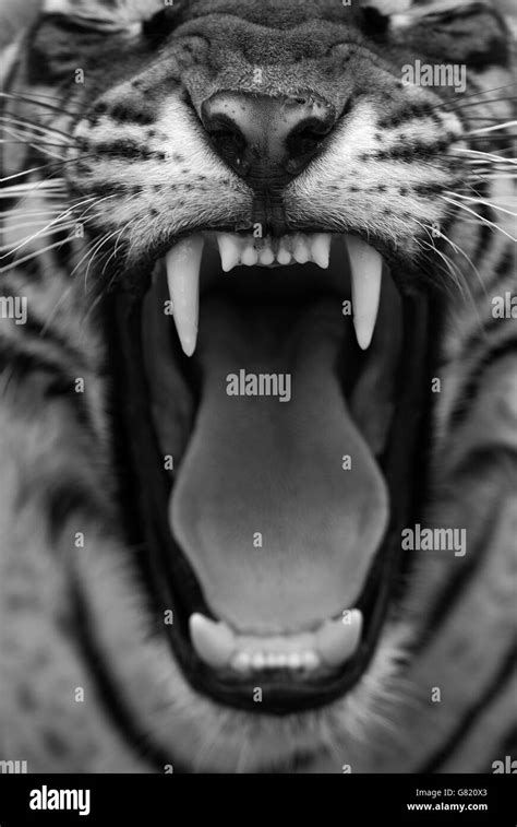 Vertical Portrait Of A Royal Bengal Tiger In Ranthambhore Stock Photo