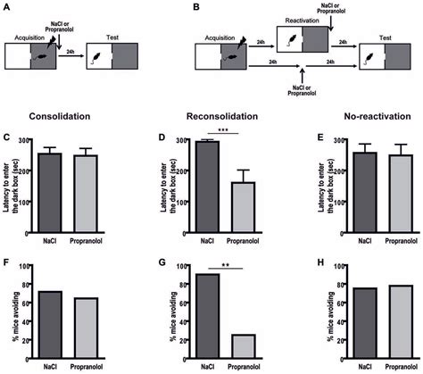 Frontiers Effects Of Propranolol A Noradrenergic Antagonist On