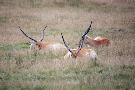 Red Lechwe Antelope laying in the grass 10717421 Stock Photo at Vecteezy