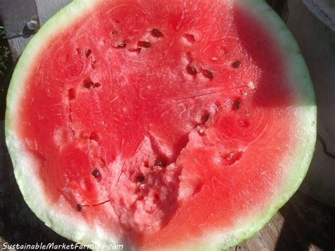 Watermelon Inside A Watermelon