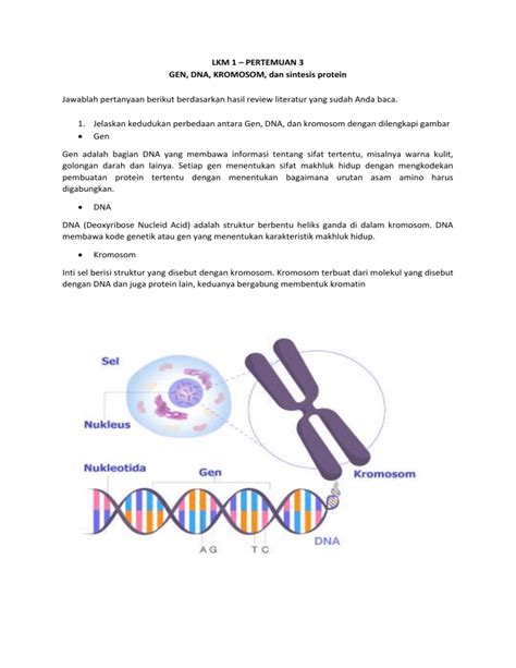 Gen Dna Kromosom