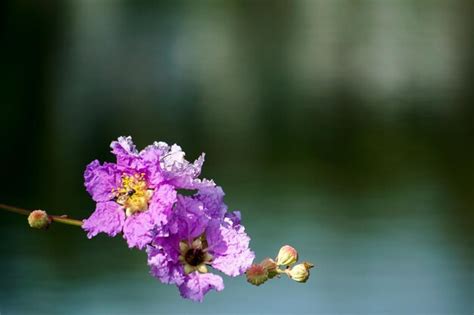 Page 13 Michigan State Flower Images Free Download On Freepik