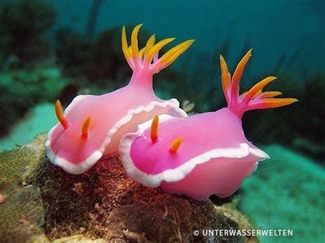 35 Exquisitely Stunning Sea Slugs