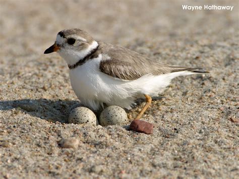 piping plover | Plover, Cute animals, Animals