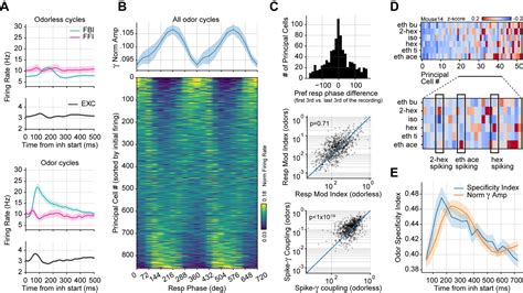 Mechanisms And Functions Of Respiration Driven Gamma Oscillations In