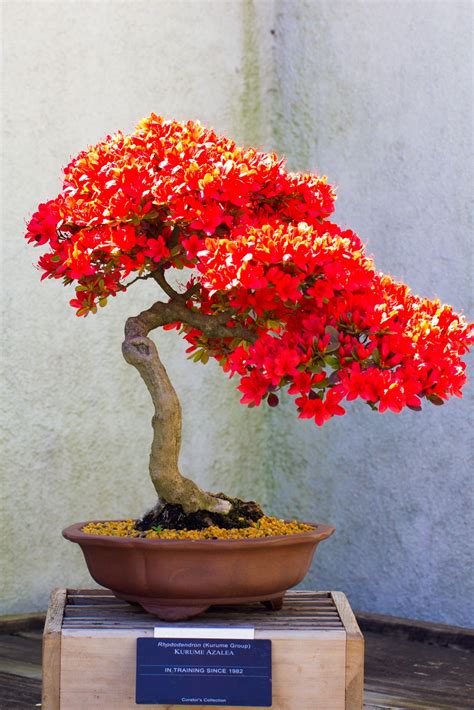 Types Of Bonsai Trees Bonsai Tree Gardener