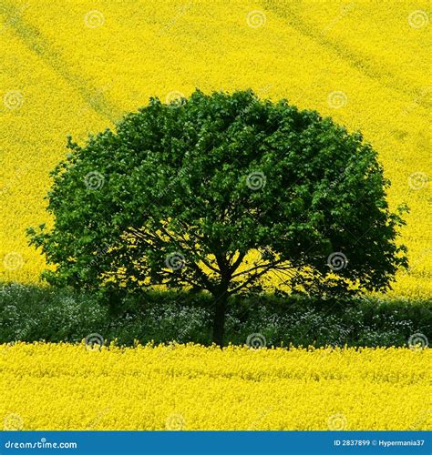 Green Tree Yellow Field Stock Image Image Of Grass Green 2837899