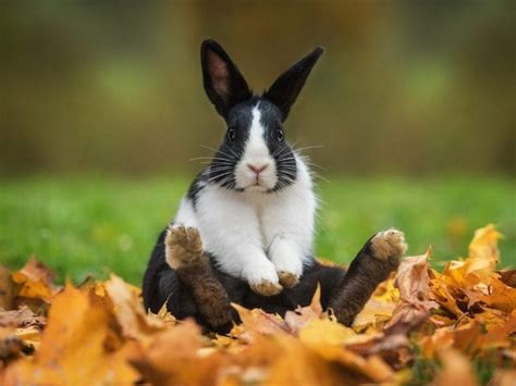 What To Do When Your Rabbit Is Screaming? | Here Bunny