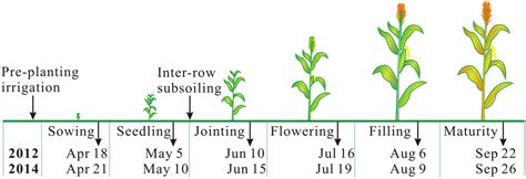 Corn Growth Stages Timeline