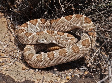 Western Rattlesnake Rinconada Canyon Petroglyph National Monument