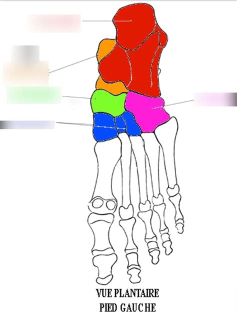 Les Os Le Pied 2 Les 7 Os Du Tarse Diagram Quizlet