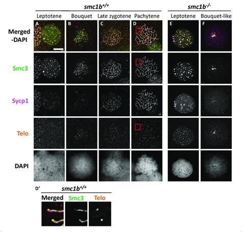 The Cohesin Complex Does Not Associate With Meiotic Chromosomes In