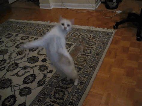 Dancing Cats Gifs Funny Animated Images For Free Usagif