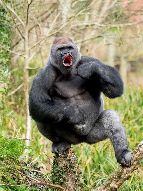 Angry Gorilla Beating Chest