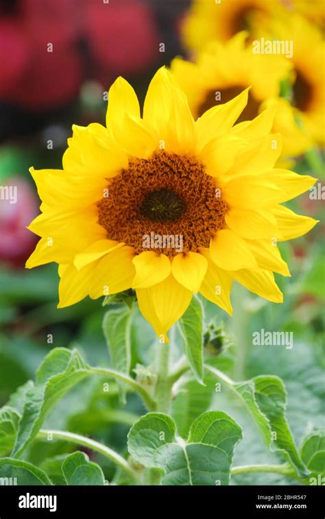 Helianthus Annuus Small And Potted Sunflowers Dwarf Helianthus Small