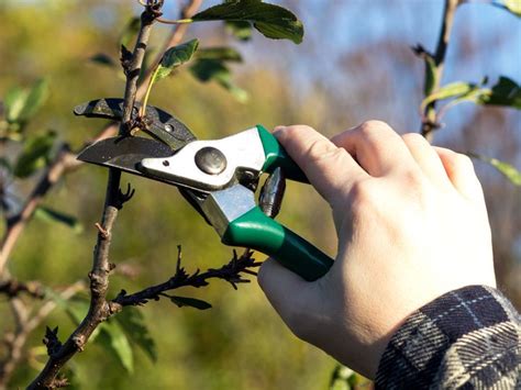 Appelboom Snoeien Doe Dit Met Onze Handige Tekening Zo Lukt Het