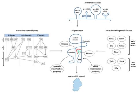 Microorganisms Free Full Text Protein Assistants Of Small Ribosomal