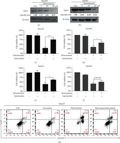 A Marine Terpenoid Heteronemin Induces Both The Apoptosis And