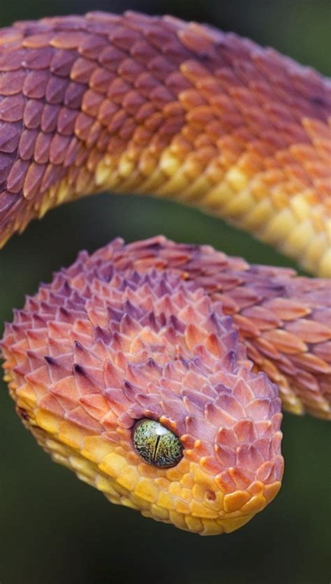 Atheris Fondo De Pantalla Full Hd Id