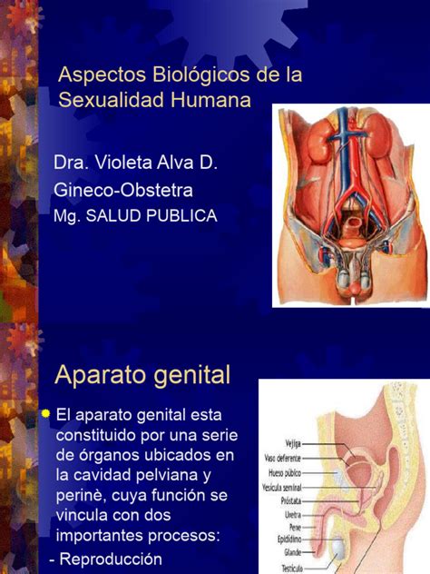 Clase 5 Aspectos Biológicos De La Sexualidad Humana Pdf