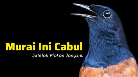 Setelah Di Kasih Jangkrik Malah Cabul Murai Batu Dokor Bengkel