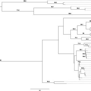 Phylogenetic Tree Of The Partial Rna Dependent Rna Polymerase Rdrp