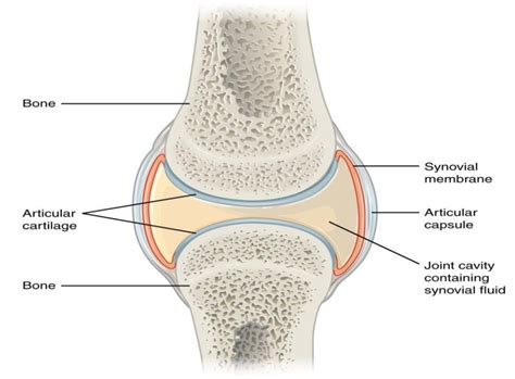 components  synovial joints  stephanie reynolds blog