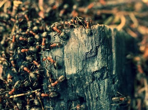 Las Hormigas Salvajes Construyen Su Hormiguero Pedazo Grande De Madera