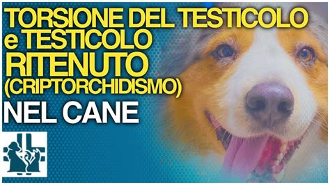 Torsione Del Testicolo E Criptorchidismo Nel Cane YouTube