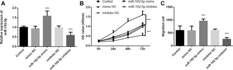 The Effect Of Mir P On Cell Proliferation And Migration In Vsmcs