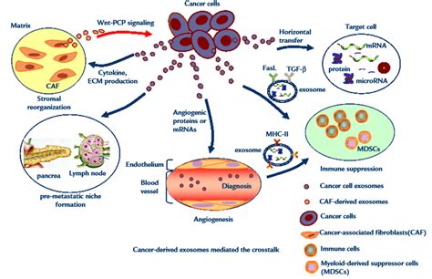 Potential Of Cancer Cell Derived Exosomes In Clinical Application