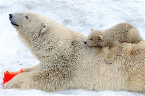 world celebrates international polar bear day for conservation